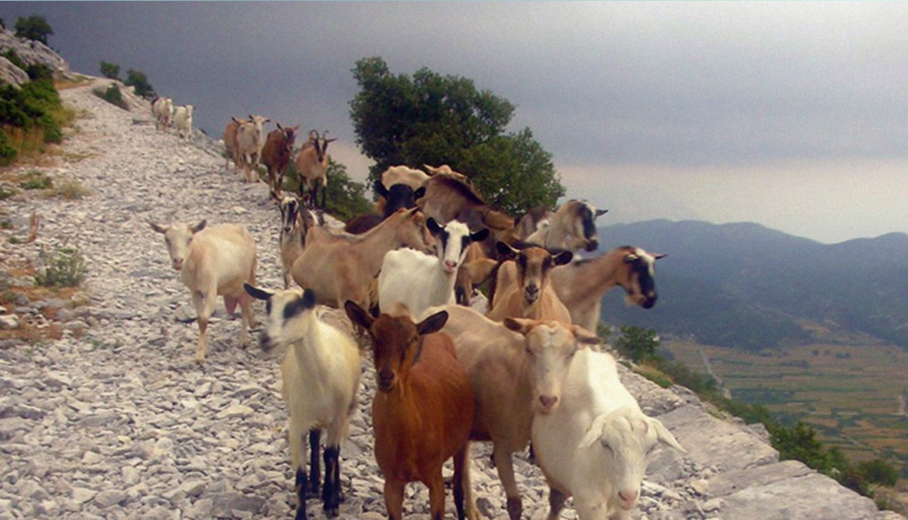 Troupeau de chèvres descendant un sentier à flanc de montagne dans la Drôme