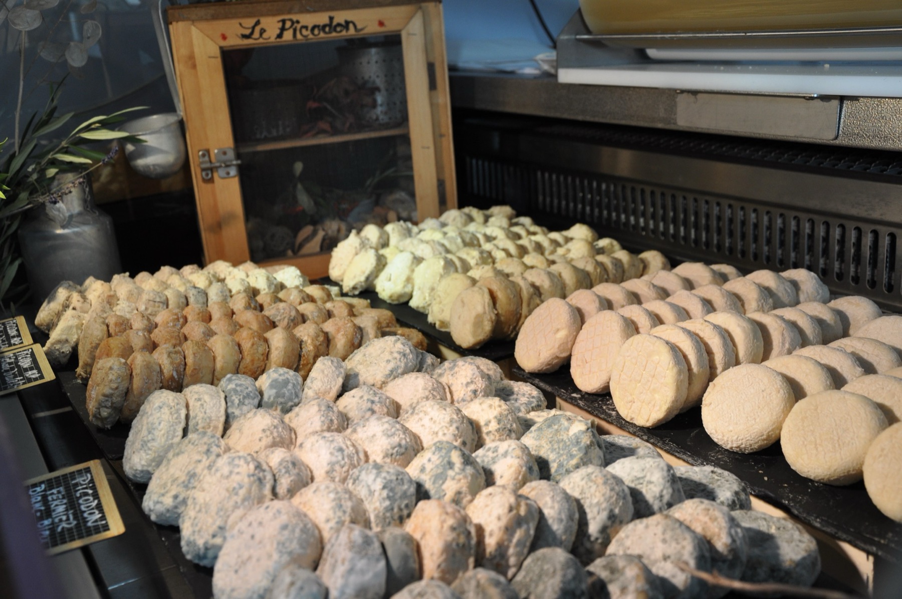 Picodons bio à tous les stades d'affinage dans la vitrine de la fromagerie