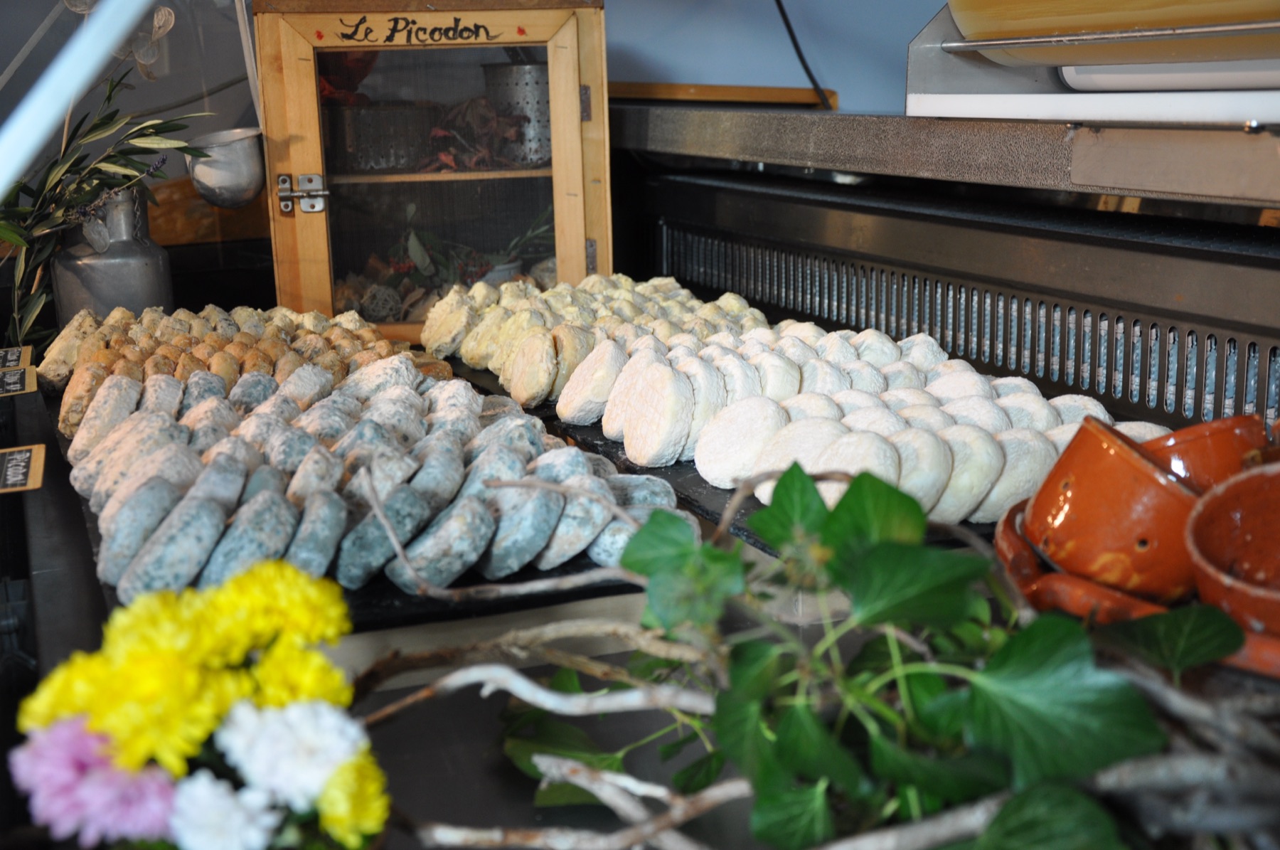 Rangées de picodons en cours d'affinage, du cendré au blanc frais, dans la fromagerie Cavet à Dieulefit
