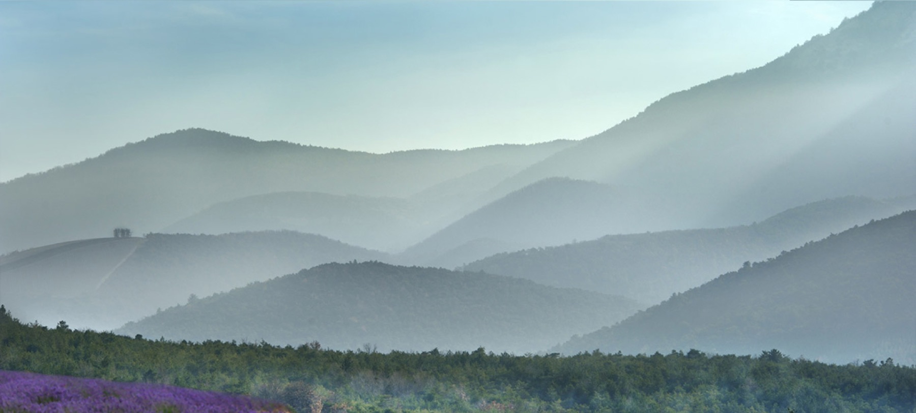 Collines brumeuses de la Drôme provençale avec un champ de lavande au premier plan