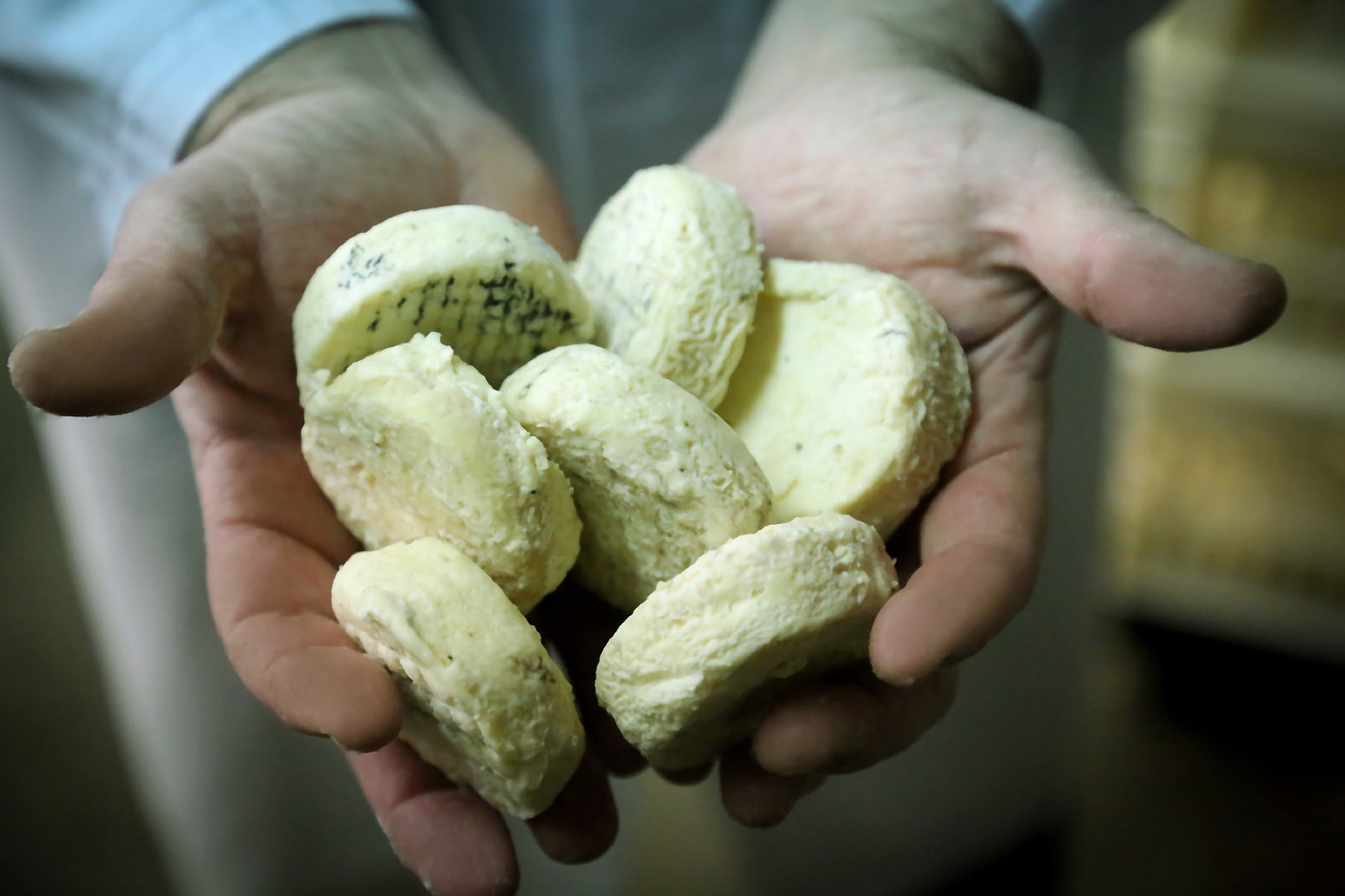 Les mains d'un affineur tenant une brassée de picodons au lait cru